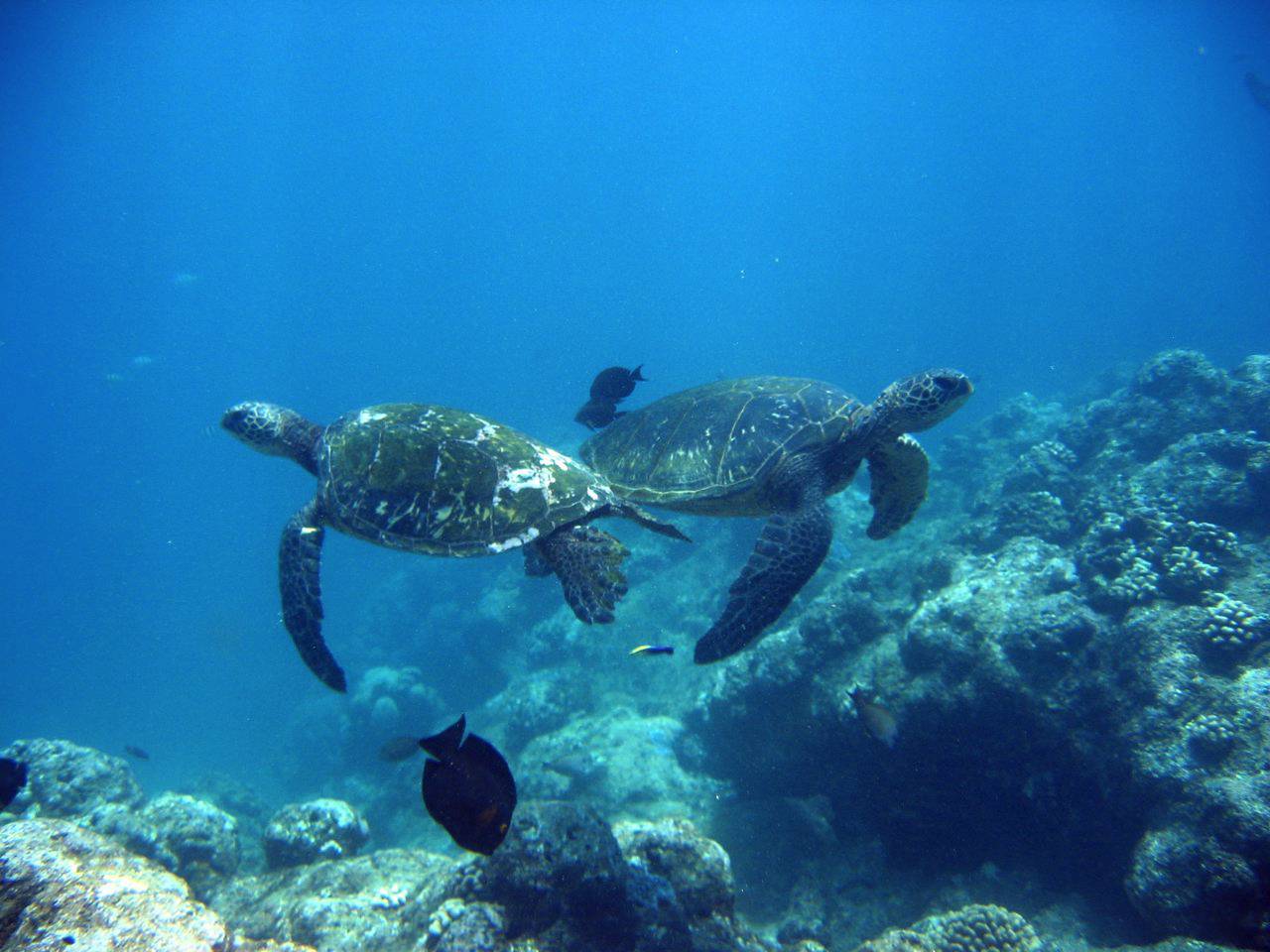 Sea turtles crossing with fish